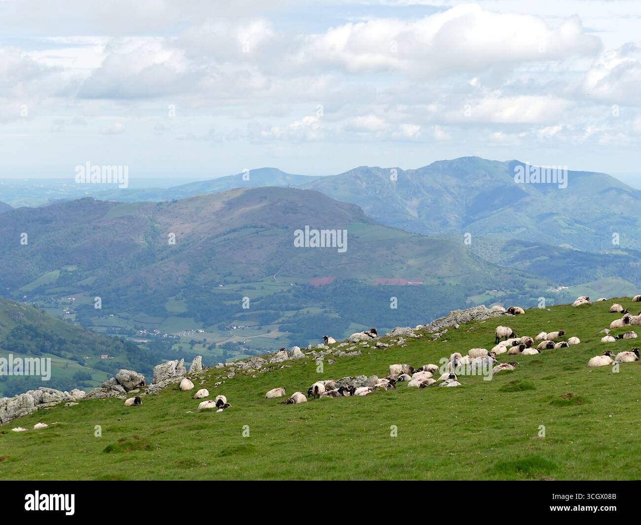 Pecore che pascolano nei Pirenei sulla rotta Napoleone - Camino de Santiago Foto Stock