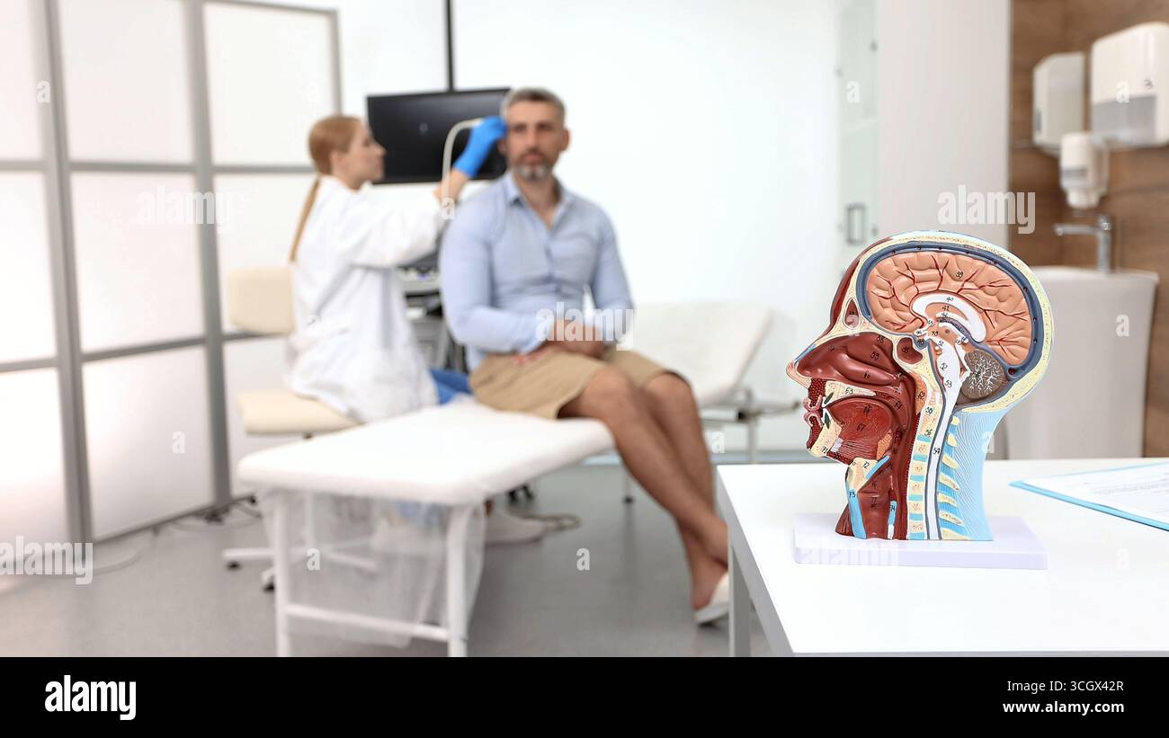 Modello anatomico della testa umana con strutture vascolari e nervi in primo piano del processo di esame ecografico del cervello di un uomo da parte di uno specialista Foto Stock