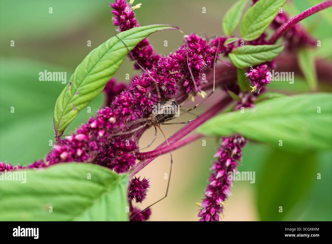 Primo piano di un aracnide mietitore Opiliones che riposa su un vivace fiore rosso Amaranthus. La foto macro dettagliata mostra le gambe lunghe, le texture naturali e il bricco Foto Stock