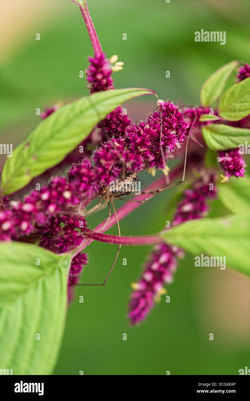 Primo piano di un aracnide mietitore Opiliones che riposa su un vivace fiore rosso Amaranthus. La foto macro dettagliata mostra le gambe lunghe, le texture naturali e il bricco Foto Stock