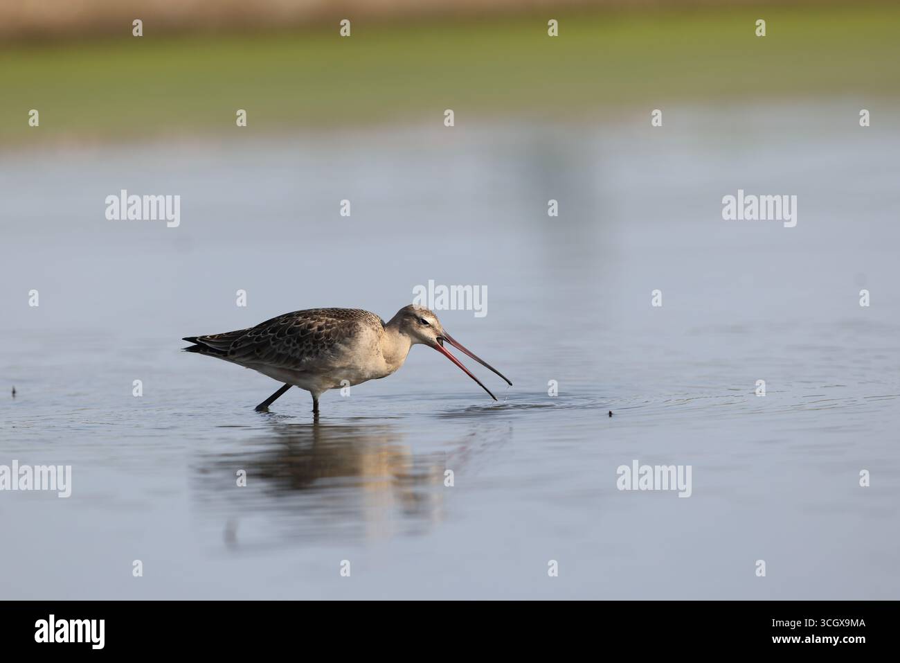 La dea dalla coda nera (Limosa limosa melanuroides) è un grande shorebird dalle gambe lunghe e dal becco lungo. Questa foto è stata scattata in Giappone. Foto Stock