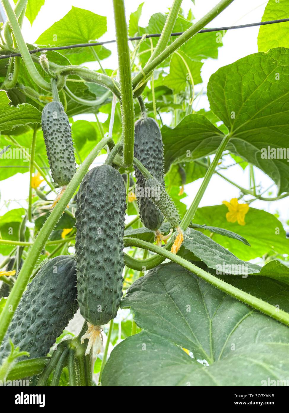 Cetrioli sani maturi appesi a lussureggianti vigne verdi. Foto Stock