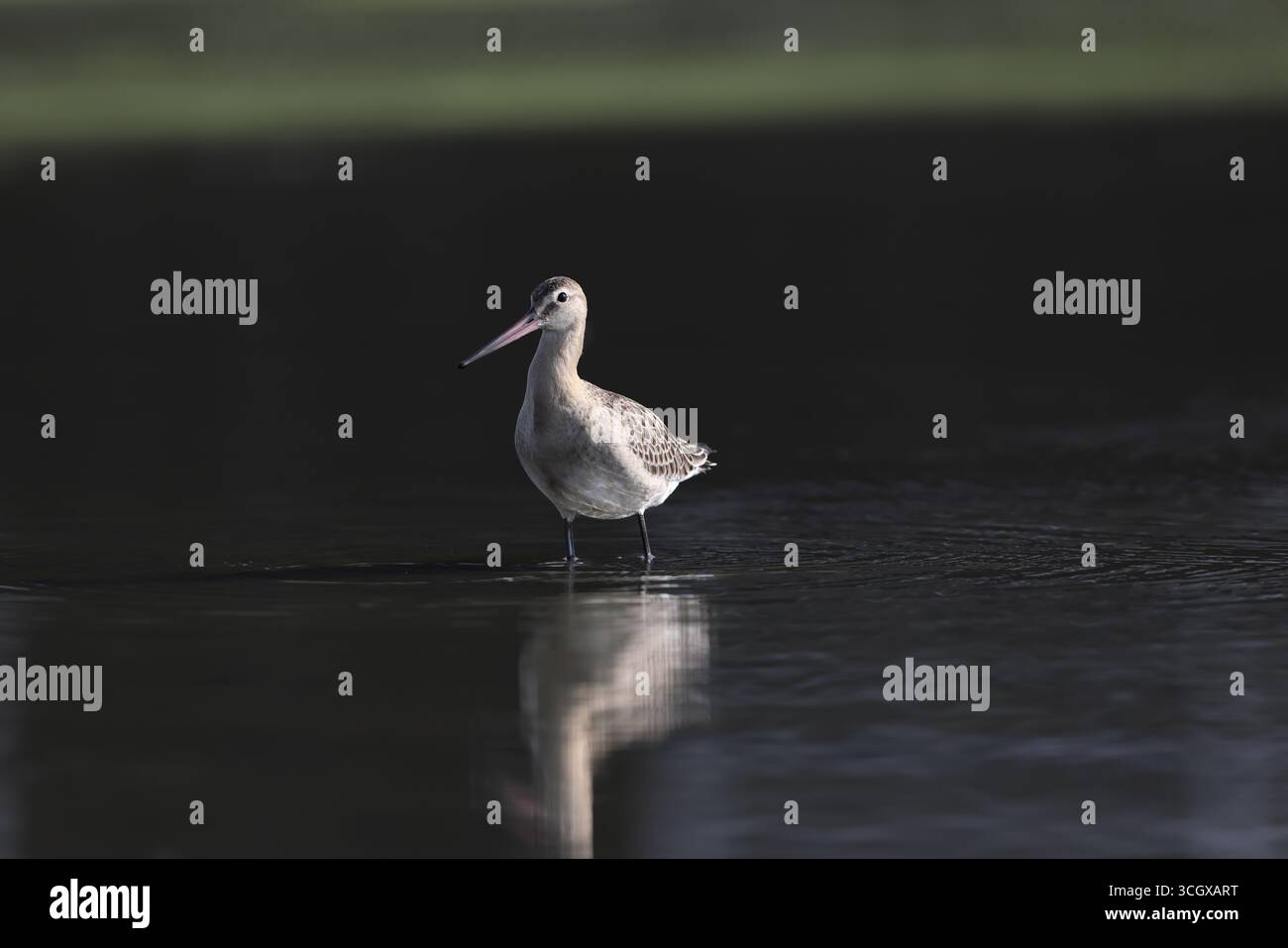 La dea dalla coda nera (Limosa limosa melanuroides) è un grande shorebird dalle gambe lunghe e dal becco lungo. Questa foto è stata scattata in Giappone. Foto Stock