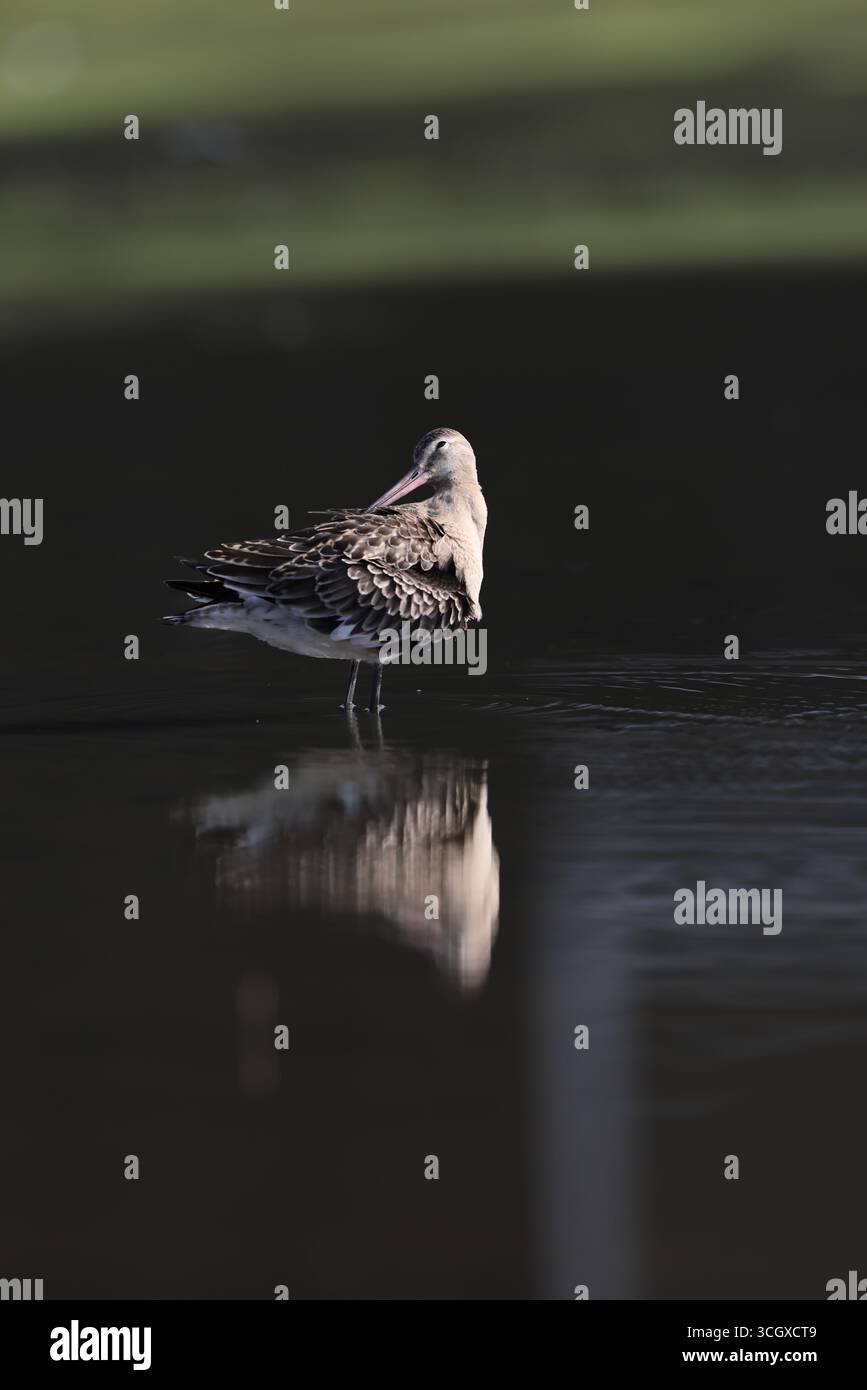 La dea dalla coda nera (Limosa limosa melanuroides) è un grande shorebird dalle gambe lunghe e dal becco lungo. Questa foto è stata scattata in Giappone. Foto Stock