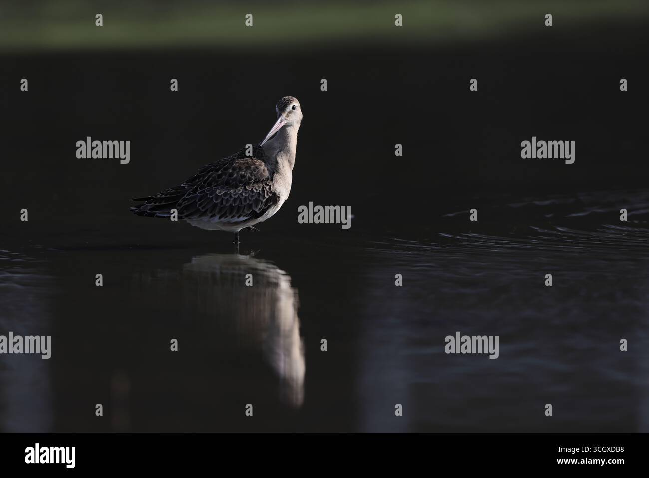 La dea dalla coda nera (Limosa limosa melanuroides) è un grande shorebird dalle gambe lunghe e dal becco lungo. Questa foto è stata scattata in Giappone. Foto Stock