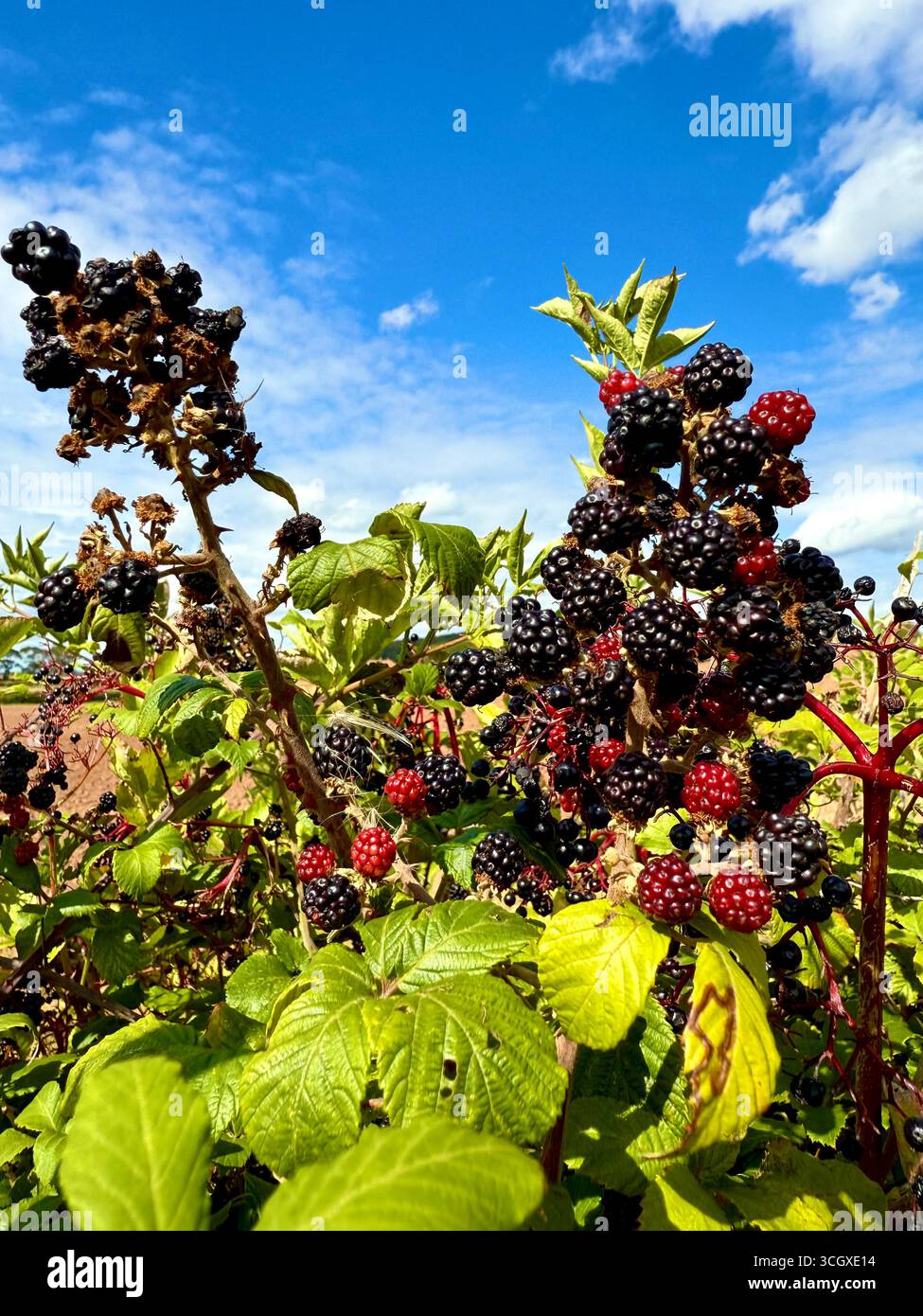 Brambles di mora selvatiche che crescono nella campagna inglese Foto Stock