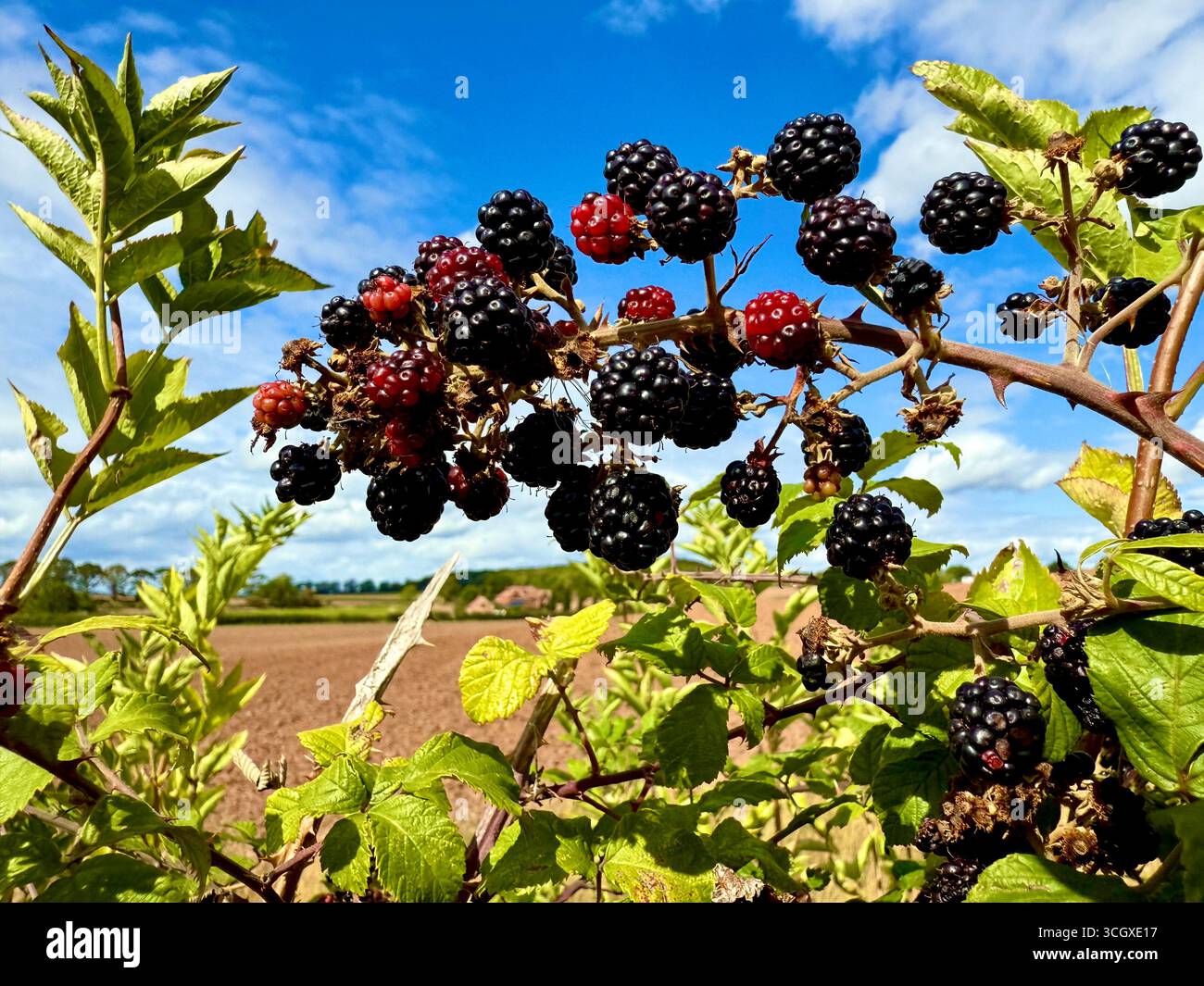Brambles di mora selvatiche che crescono nella campagna inglese Foto Stock