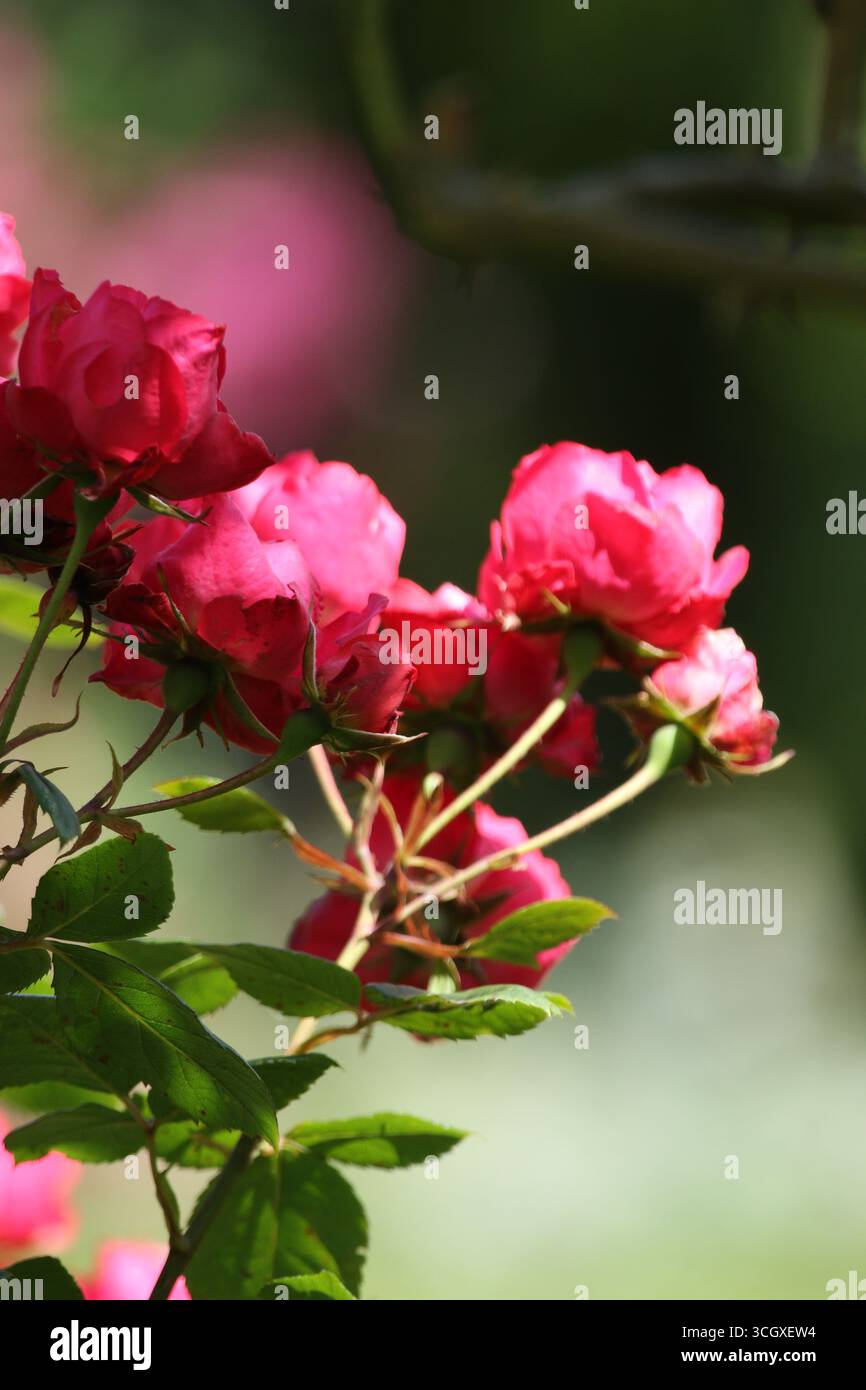 Splendide rose in abbondanza in piena fioritura nel periodo estivo britannico in giardino. Foto Stock