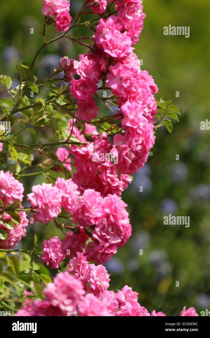 Splendide rose in abbondanza in piena fioritura nel periodo estivo britannico in giardino. Foto Stock