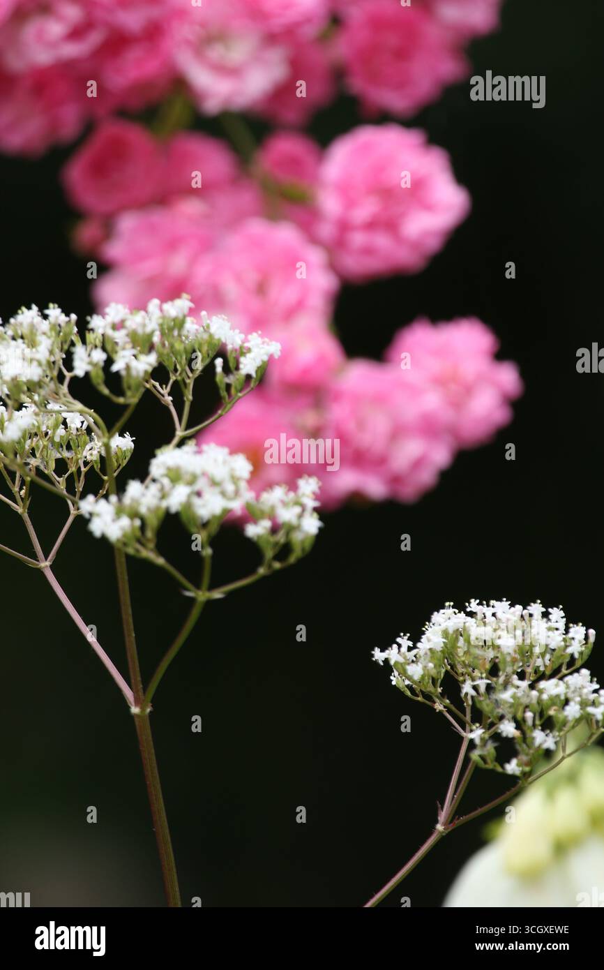 Splendide rose in abbondanza in piena fioritura nel periodo estivo britannico in giardino. Foto Stock