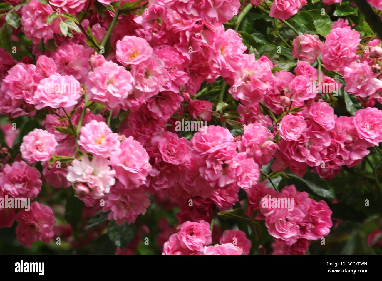Splendide rose in abbondanza in piena fioritura nel periodo estivo britannico in giardino. Foto Stock