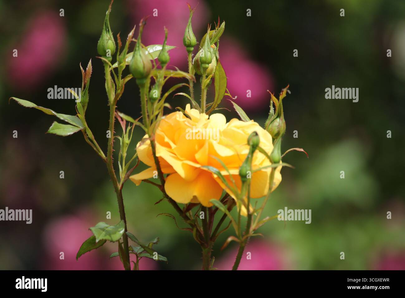 Una rosa gialla con boccioli in fiore nel giardino. Foto Stock
