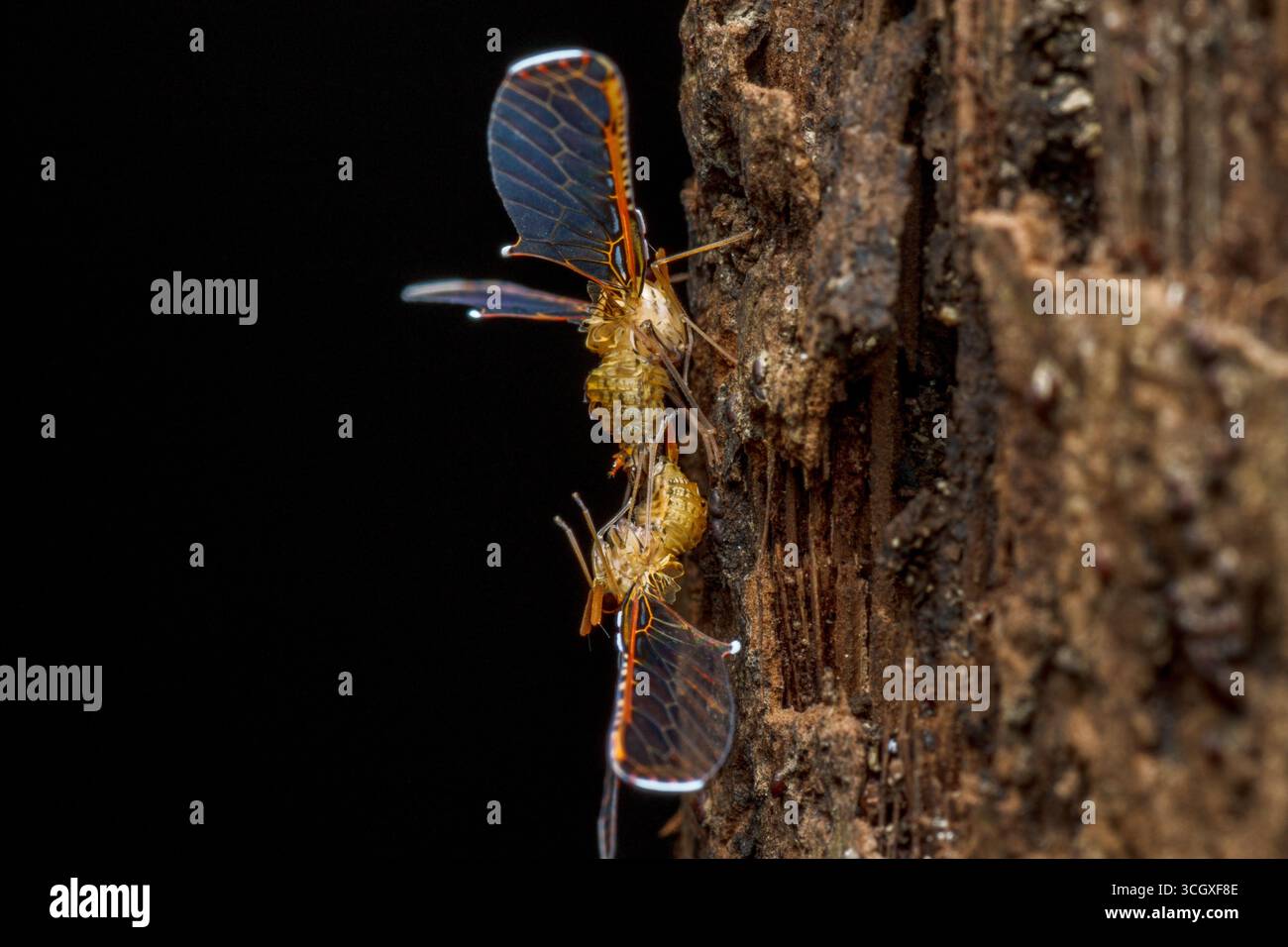 Un'incredibile foto macro che cattura due Derbid Planthopper durante il loro processo di accoppiamento, arroccati su corteccia degli alberi. Le loro ali semi-trasparenti, adornate con stri Foto Stock