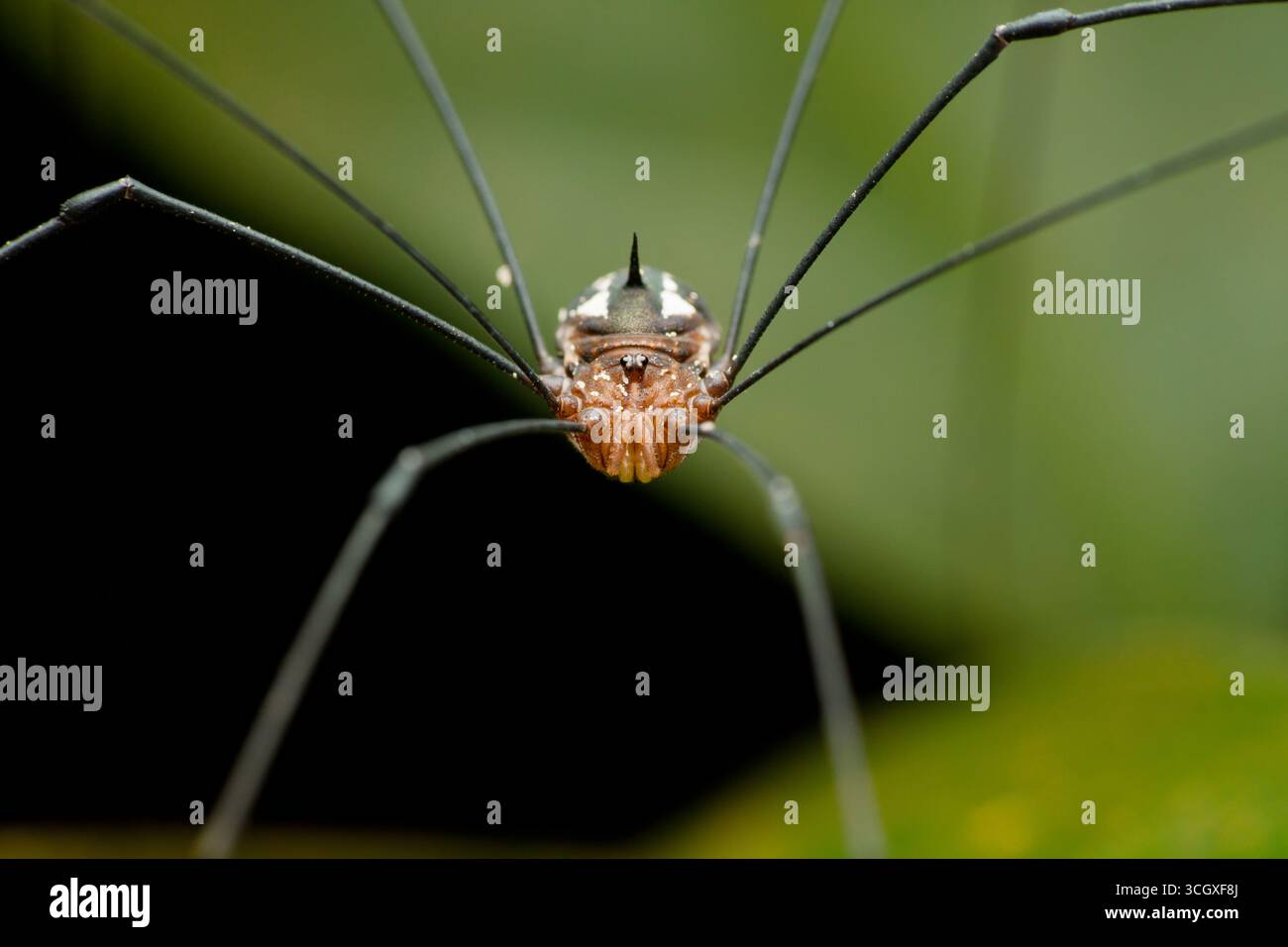 Un esclusivo ragno per la raccolta (Opiliones) con un insolito addome a punta, catturato con dettagli macro estremi. Le sue lunghe gambe si estendono verso l'esterno mentre si equilibra Foto Stock
