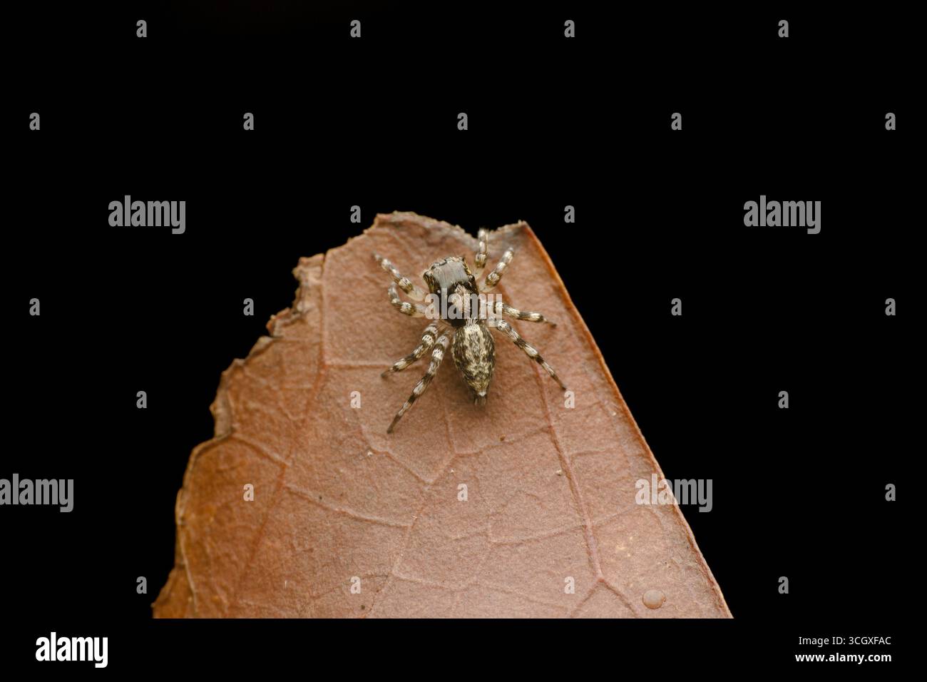 Un piccolo ragno che salta con un sorprendente motivo nero e dorato poggia su una foglia secca. La sua posizione vigile mette in evidenza la sua natura predatoria. Foto Stock