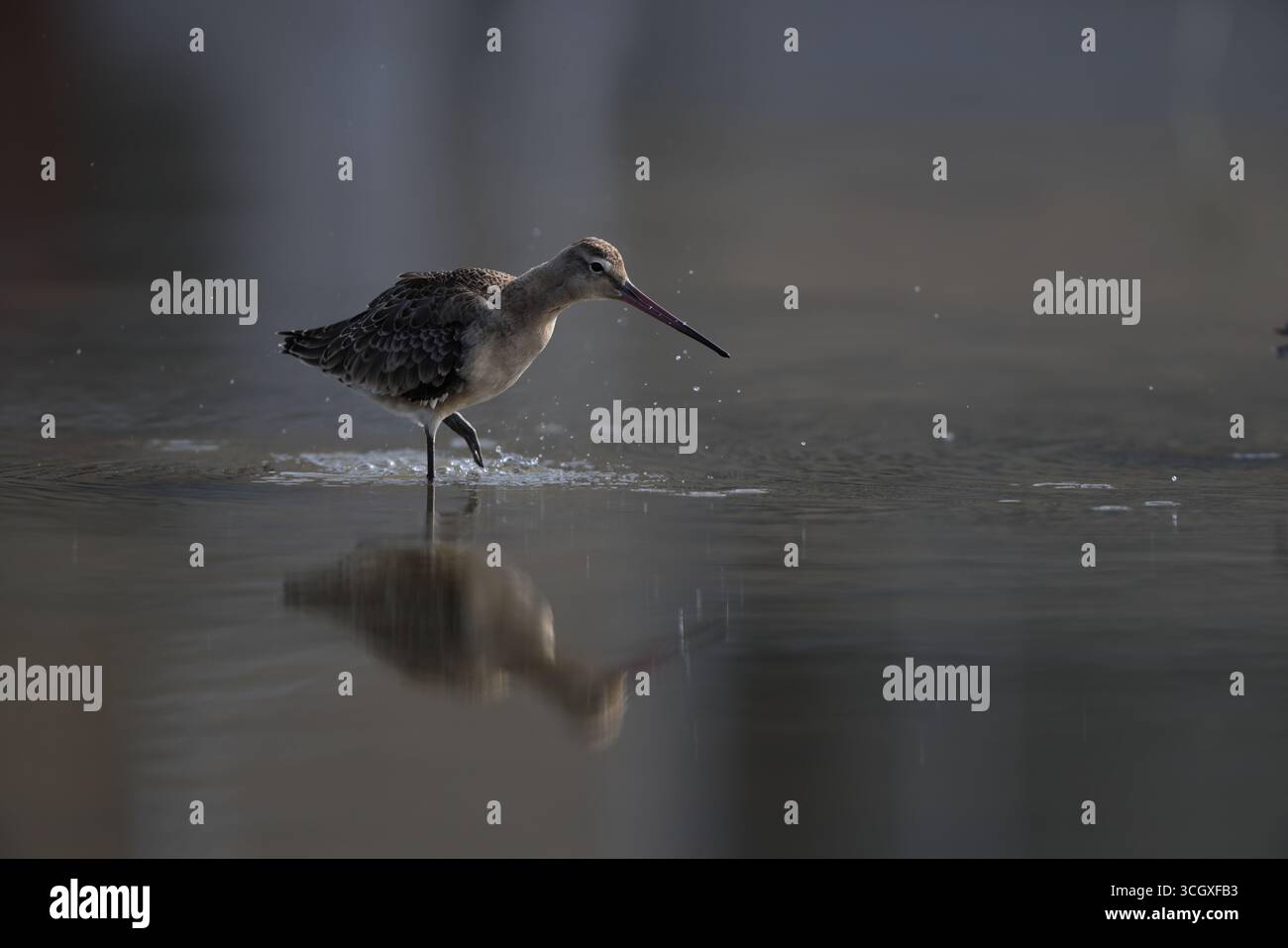 La dea dalla coda nera (Limosa limosa melanuroides) è un grande shorebird dalle gambe lunghe e dal becco lungo. Questa foto è stata scattata in Giappone. Foto Stock