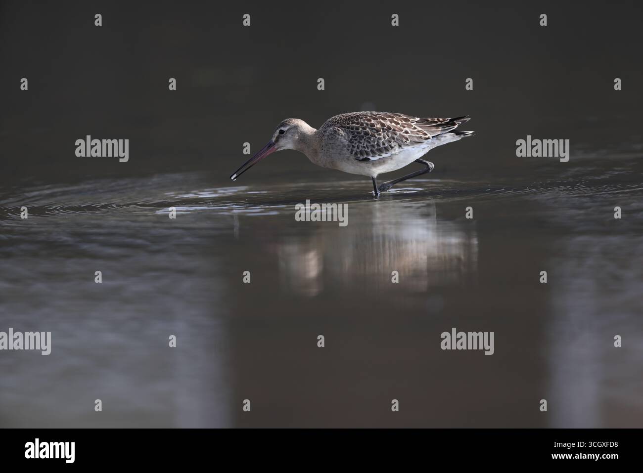 La dea dalla coda nera (Limosa limosa melanuroides) è un grande shorebird dalle gambe lunghe e dal becco lungo. Questa foto è stata scattata in Giappone. Foto Stock