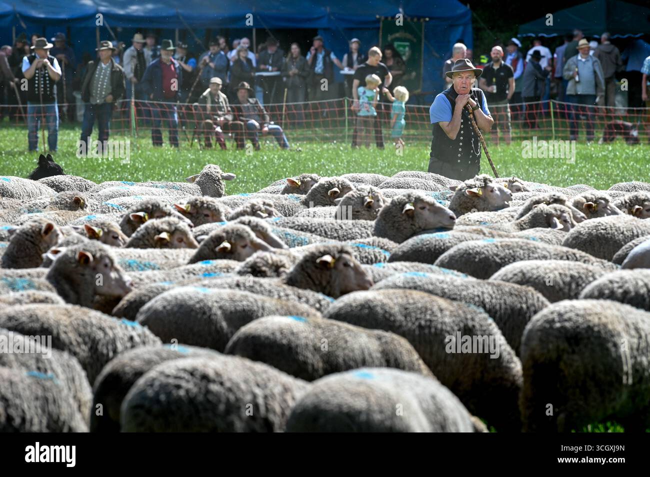 Walbeck, Germania. 30 agosto 2025. Klaus Beggel di Bad Schmiedeberg durante il test delle prestazioni del pastore Sassonia-Anhalt. Vengono valutate le capacità dei cani da allevamento dei pastori. Il concorso è organizzato dalla Saxony-Anhalt State Sheep Breeding Association (LSV) e.V. credito: Heiko Rebsch/dpa/Alamy Live News Foto Stock