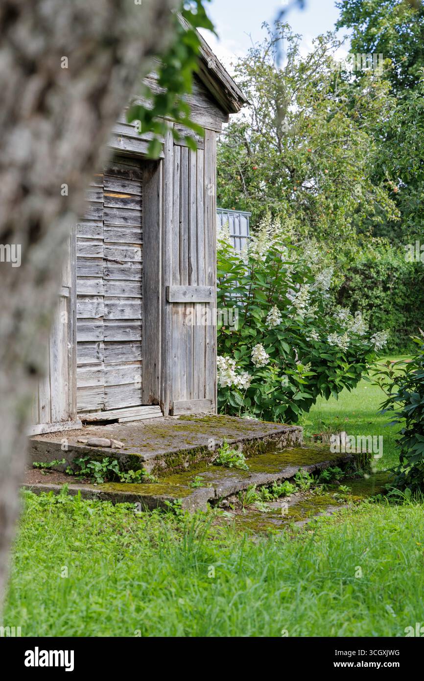 Un capannone di legno intempato è incorniciato da un albero e circondato da lussureggianti prati verdi e ortensie bianche in fiore. Foto Stock