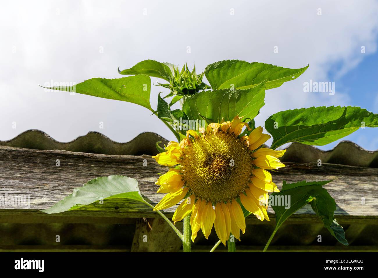 Un unico grande girasole con foglie verdi cresce accanto ad un tetto in legno rustico sotto un cielo estivo luminoso e nuvoloso. Foto Stock