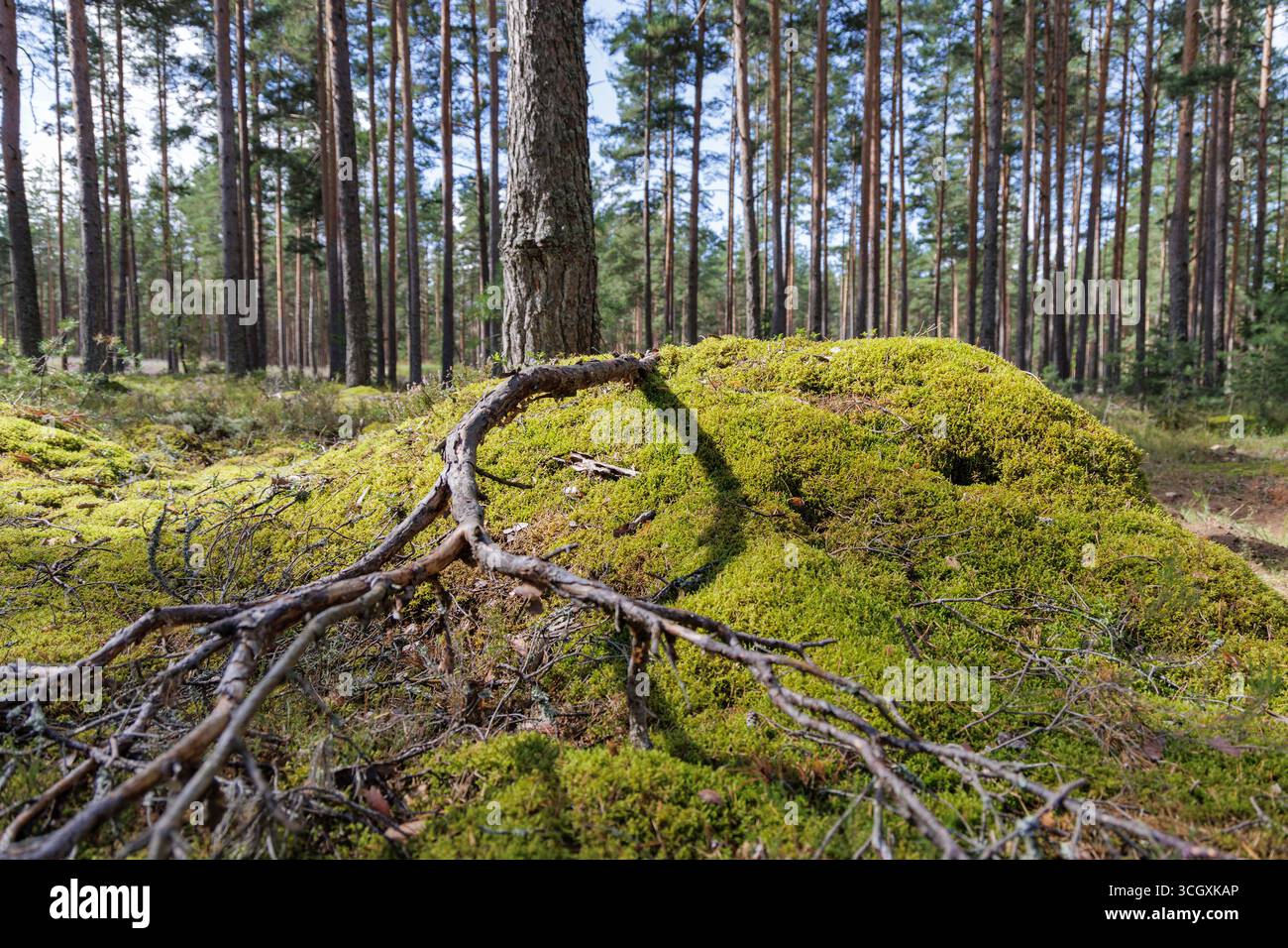 Radici di alberi esposte sparse su un lussureggiante tumulo coperto di muschio sul fondo della foresta, con alti pini che dominano lo sfondo. Foto Stock