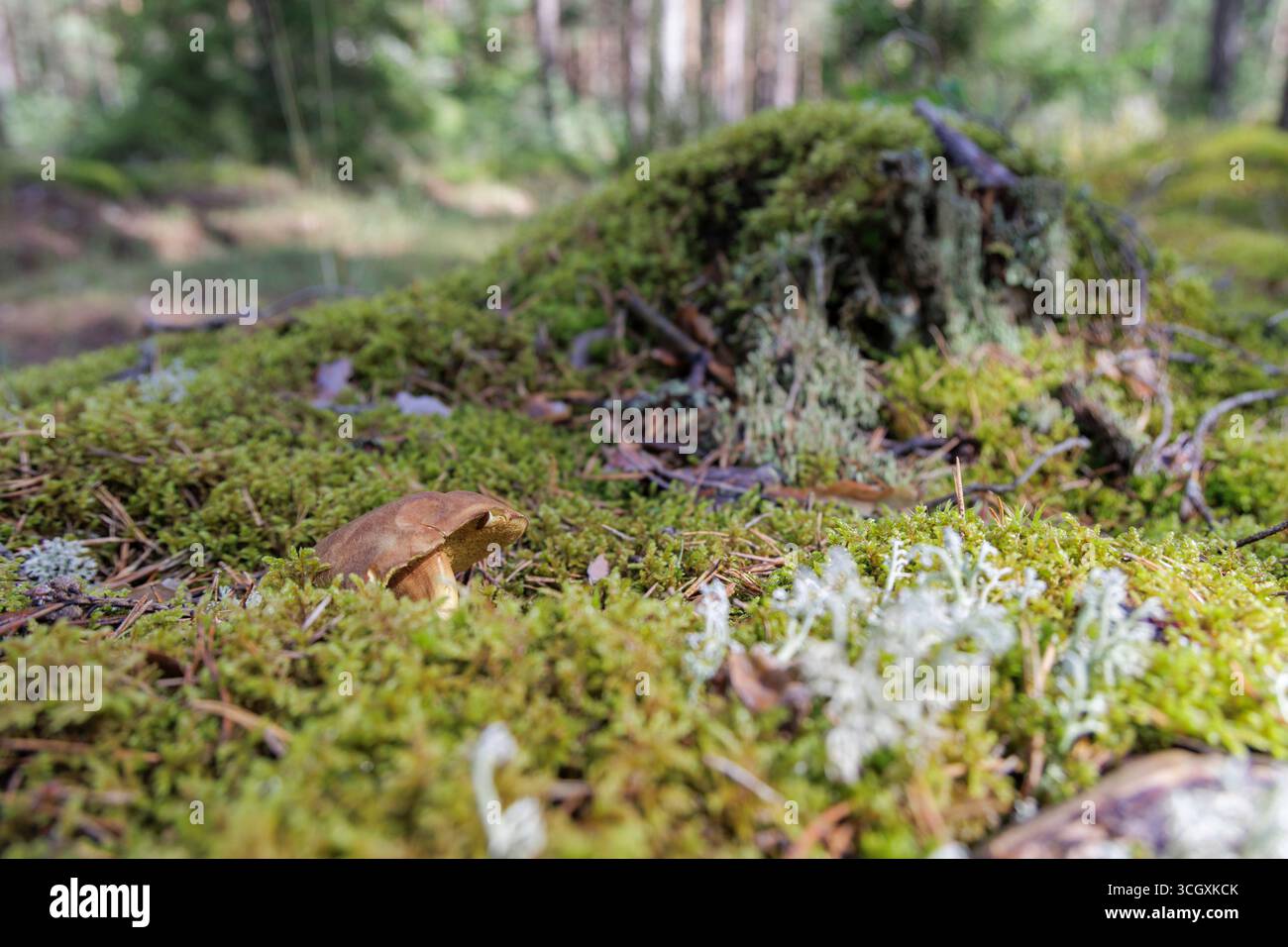 Un singolo fungo, circondato da muschio verde e un lichene bianco-grigio, spicca sul fondo della foresta in una foresta di pini. Foto Stock