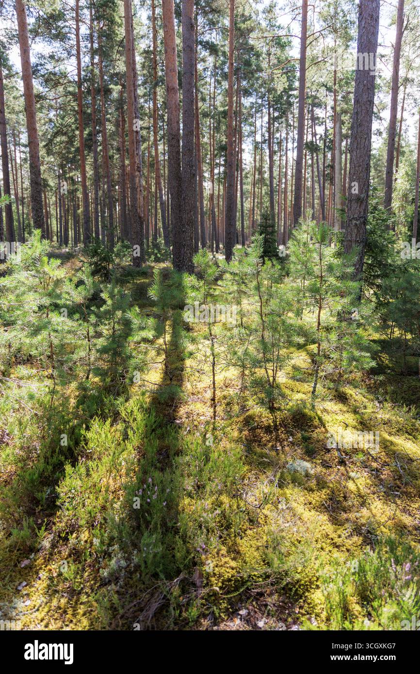 Nuovi pini crescono sul pavimento della foresta muschiata, con la luce del sole che getta lunghe ombre tra i pini maturi e alti. Foto Stock
