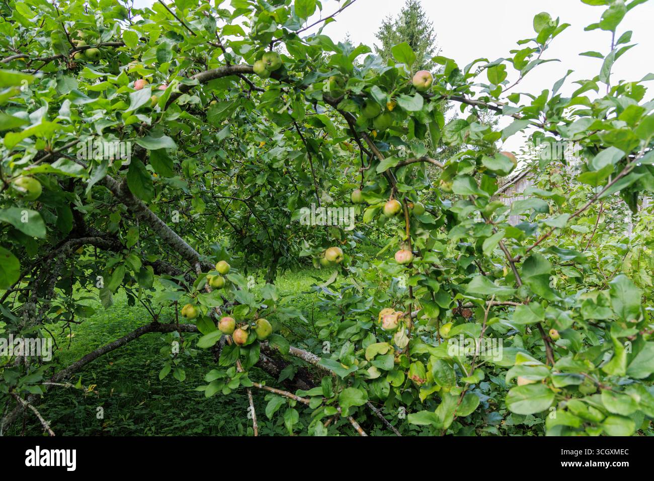 Un colpo all'aperto di un melo con molte mele verdi non mature sui suoi rami, circondate da foglie verdi lussureggianti. Foto Stock