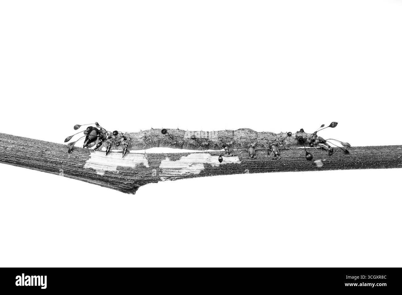 Una macro fotografia di una falena Owlet caterpillar (Homodes sp.) appoggiato su un ramoscello sottile. La larva è adornata da uniche setae dalla punta scura che re Foto Stock