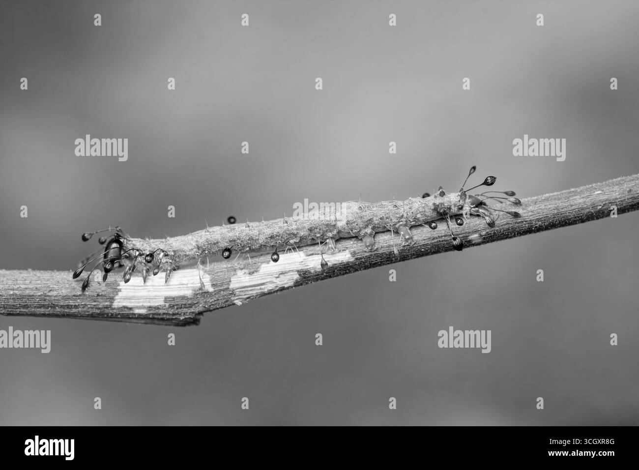 Una macro fotografia di una falena Owlet caterpillar (Homodes sp.) appoggiato su un ramoscello sottile. La larva è adornata da uniche setae dalla punta scura che re Foto Stock