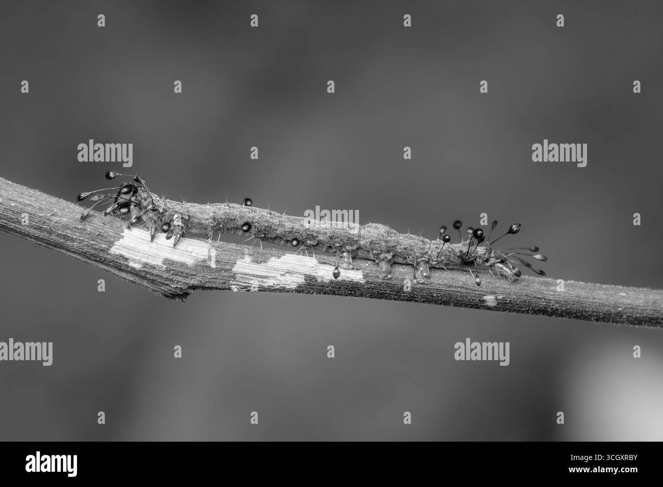 Una macro fotografia di una falena Owlet caterpillar (Homodes sp.) appoggiato su un ramoscello sottile. La larva è adornata da uniche setae dalla punta scura che re Foto Stock