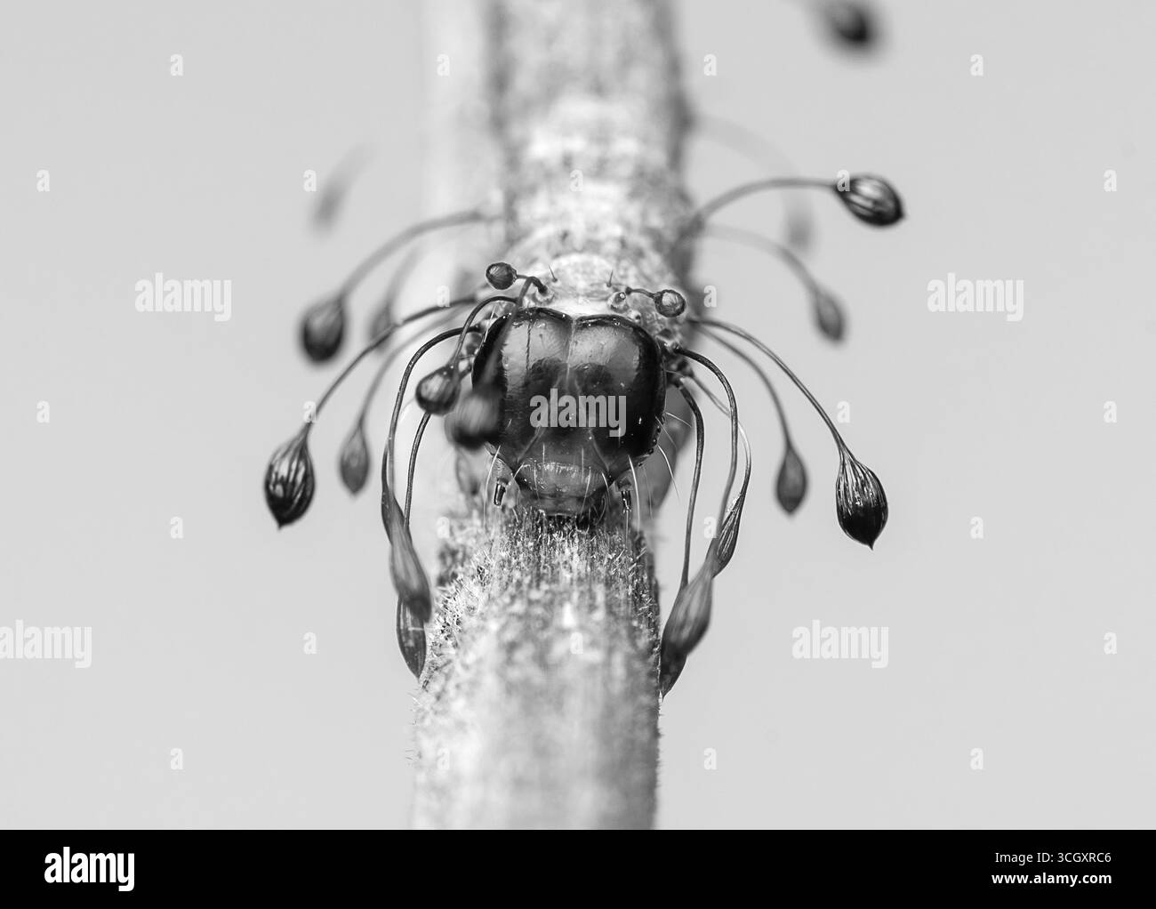 Una macro fotografia di una falena Owlet caterpillar (Homodes sp.) appoggiato su un ramoscello sottile. La larva è adornata da uniche setae dalla punta scura che re Foto Stock