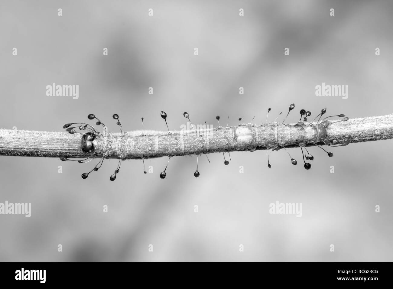 Una macro fotografia di una falena Owlet caterpillar (Homodes sp.) appoggiato su un ramoscello sottile. La larva è adornata da uniche setae dalla punta scura che re Foto Stock