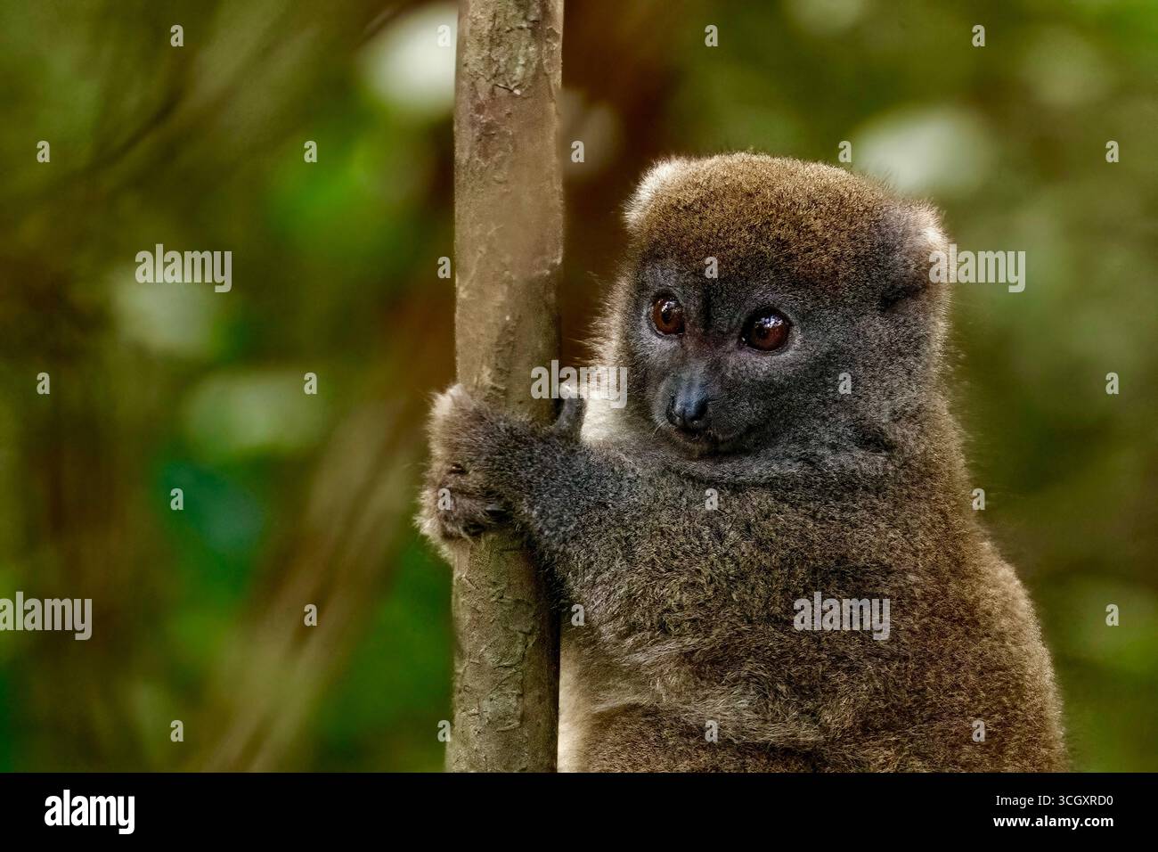 Lemuri di bambù che si arrampicano su un albero nella foresta pluviale di Andasibe, Madagascar. Primate in via di estinzione endemico dell'isola, che vive in un habitat forestale frammentato Foto Stock
