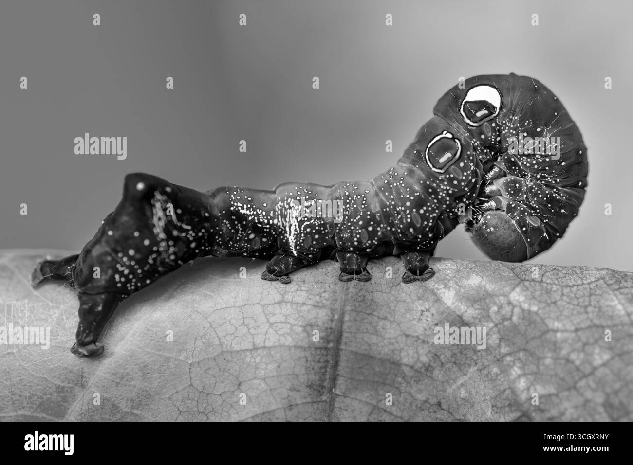 Una foto macro vivida di un bruco di falena che perfora la frutta, noto per le sue macchie oculari e il corpo strutturato. Posato su una foglia asciutta, il caterpillar Foto Stock