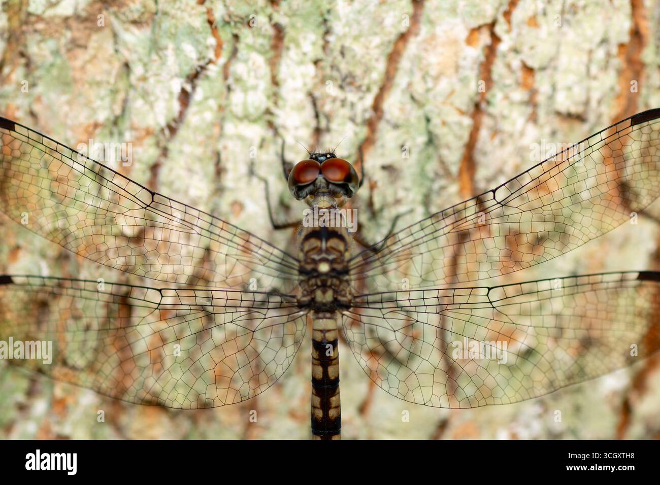Un'impressionante foto macro di una libellula (ordine Odonata) che poggia su corteccia di alberi testurizzata. L'immagine cattura l'intricata venazione del suo trasparente Foto Stock