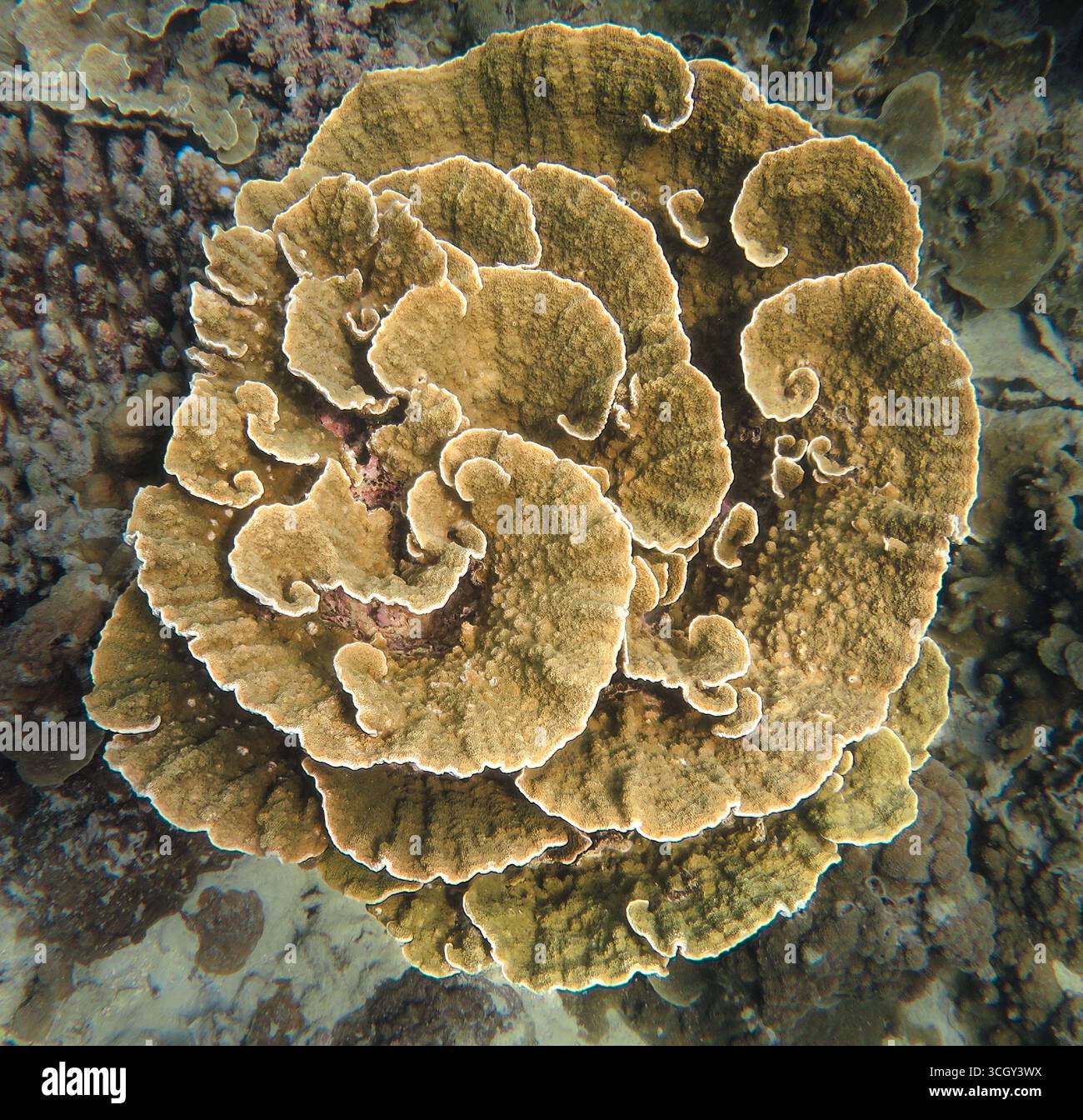 Colonia corallina di Foliose che forma piastre a strati, somiglianti a una rosetta, che cresce su una scogliera tropicale poco profonda in acqua limpida. Foto Stock