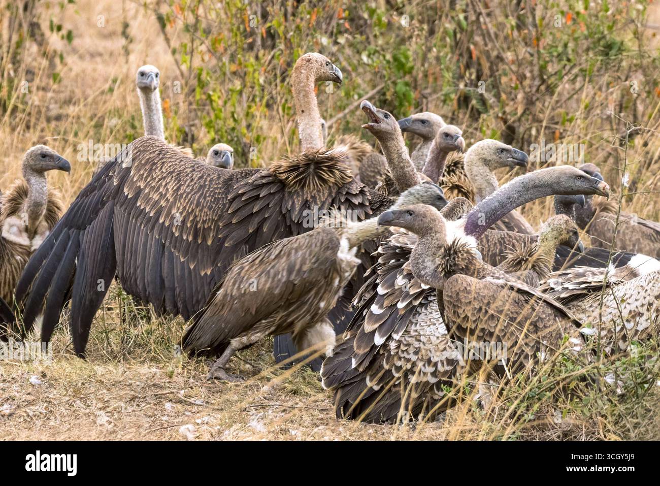 Uno stormo di avvoltoi litiganti, Gyps africanus, nelle praterie del Masai Mara. Questi spazzatori si raggruppano intorno a un omicidio e aspettano un'operazione Foto Stock