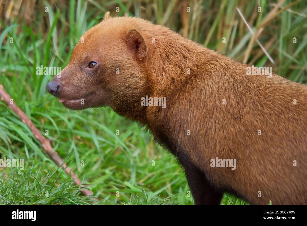 Bush Dog sudamericano con piccoli occhi neri, orecchie corte, naso nero grande e pelliccia marrone spessa. Foto Stock