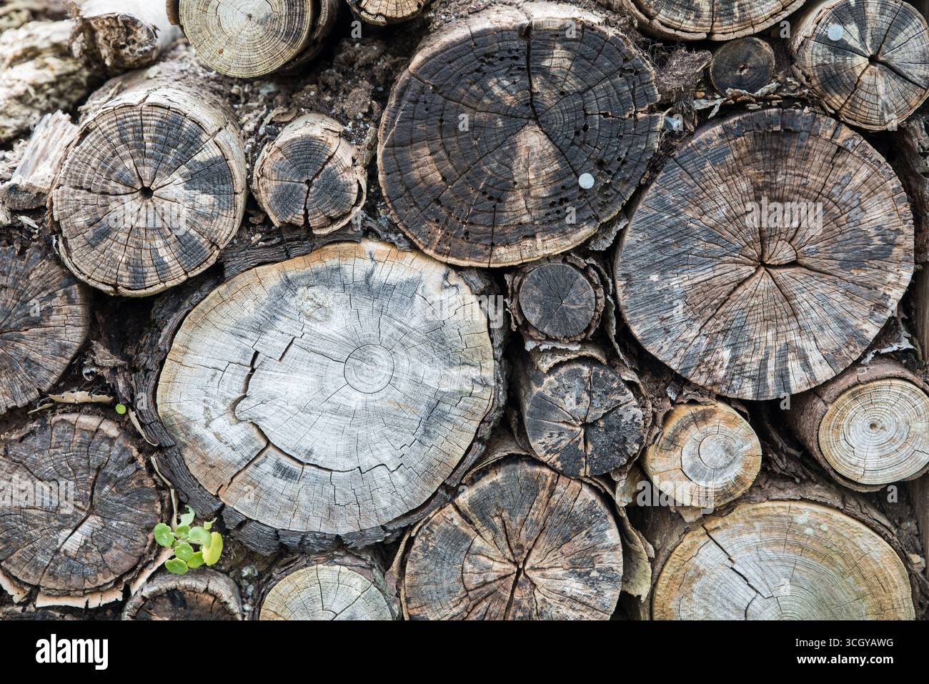 Tronchi in decomposizione impilati ordinatamente in un pelo di legno Foto Stock