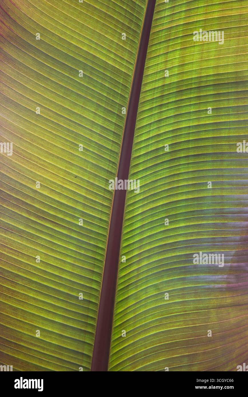 Una foglia di banana (Musa) illuminata da dietro che mostra la sua splendida struttura Foto Stock