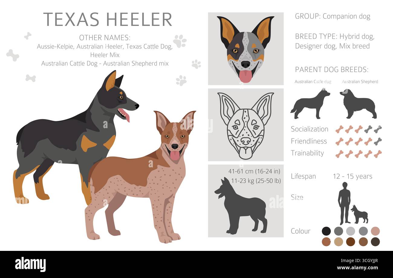 Texas Heeler Clipart. Cane bovino australiano - mix pastore australiano. Diversi colori del cappotto. Illustrazione vettoriale Illustrazione Vettoriale