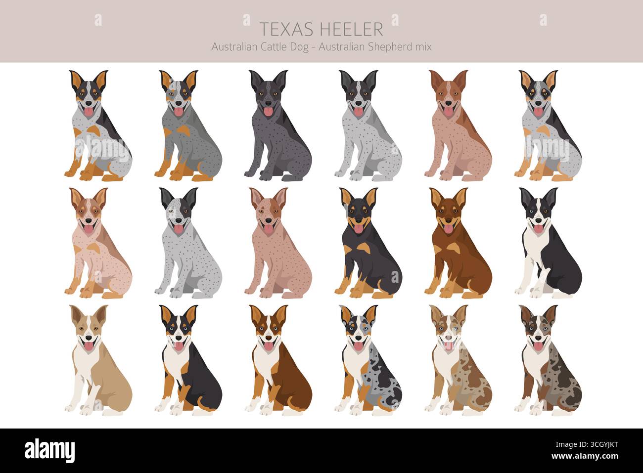 Texas Heeler Clipart. Cane bovino australiano - mix pastore australiano. Diversi colori del cappotto. Illustrazione vettoriale Illustrazione Vettoriale