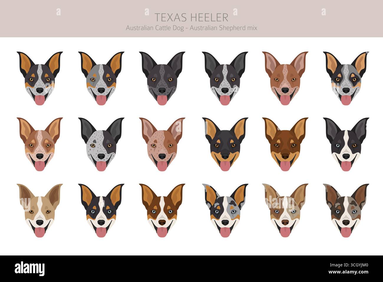 Texas Heeler Clipart. Cane bovino australiano - mix pastore australiano. Diversi colori del cappotto. Illustrazione vettoriale Illustrazione Vettoriale