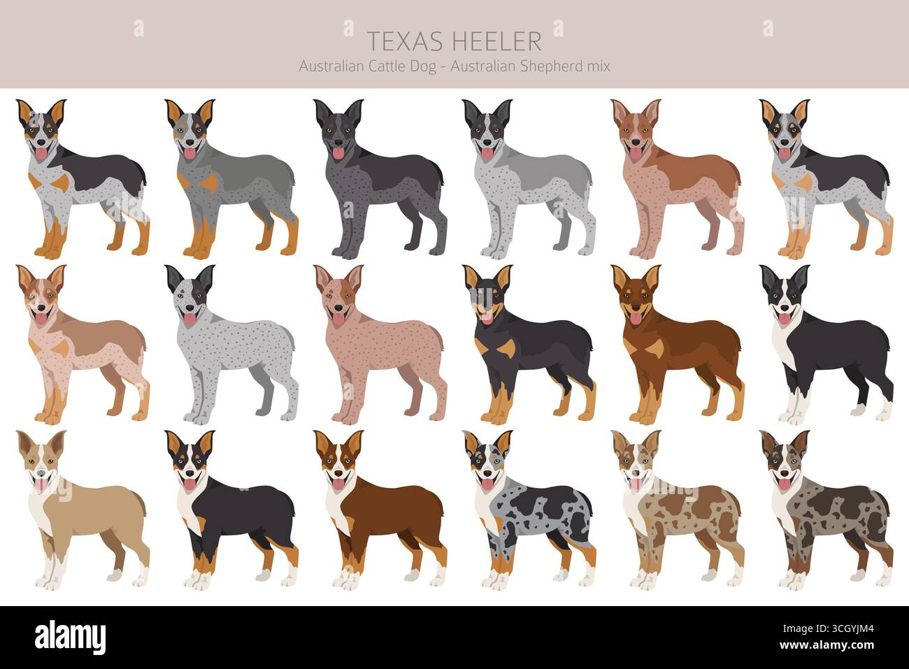 Texas Heeler Clipart. Cane bovino australiano - mix pastore australiano. Diversi colori del cappotto. Illustrazione vettoriale Illustrazione Vettoriale
