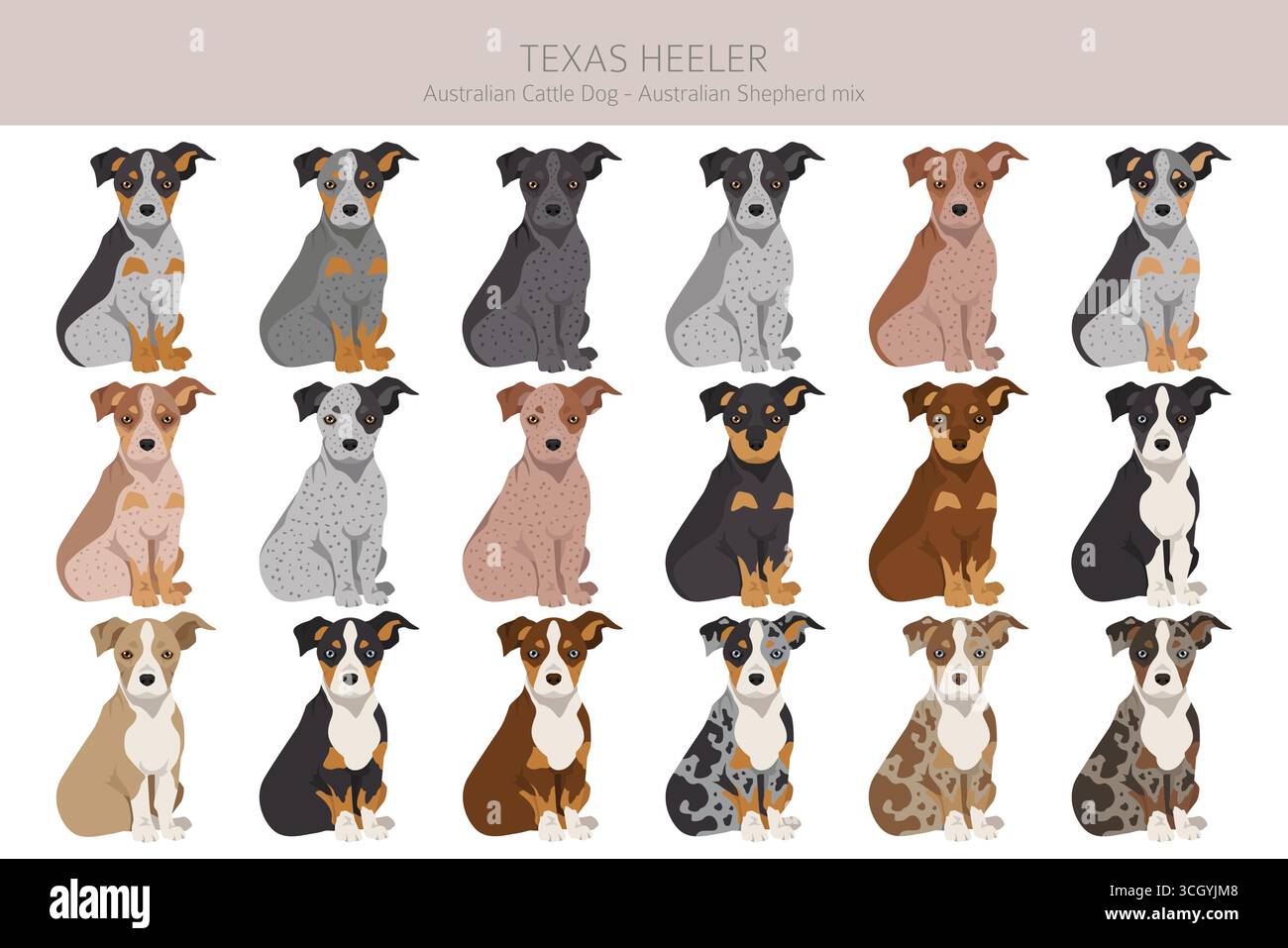 Texas Heeler Clipart. Cane bovino australiano - mix pastore australiano. Diversi colori del cappotto. Illustrazione vettoriale Illustrazione Vettoriale