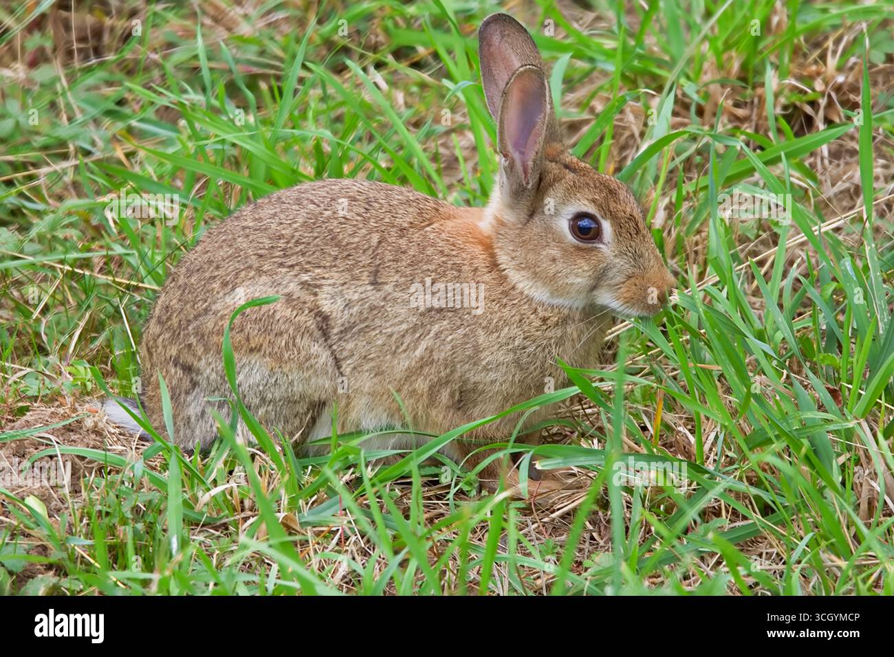 Grande coniglio selvatico nel Regno Unito, con grandi occhi e orecchie, che mangia erba verde lussureggiante e che resta vigile per i predatori. Foto Stock