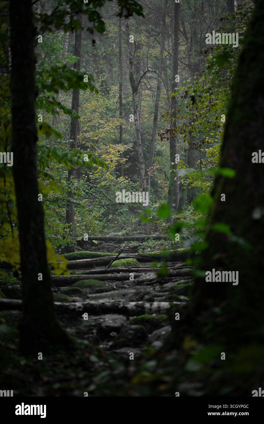 Una misteriosa foresta dove diversi alberi caduti ricoperti di muschio si trovano lungo uno stretto sentiero boschivo. L'atmosfera densa e l'illuminazione soffusa Foto Stock