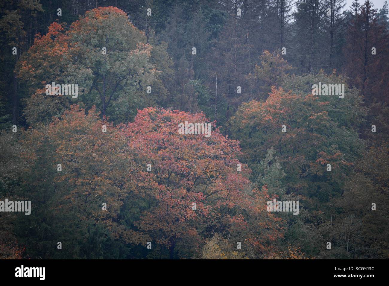 Una foresta autunnale che mostra corone di alberi sbiadite ma riccamente strutturate con un mix di rossi, arance e verdi. Foto Stock