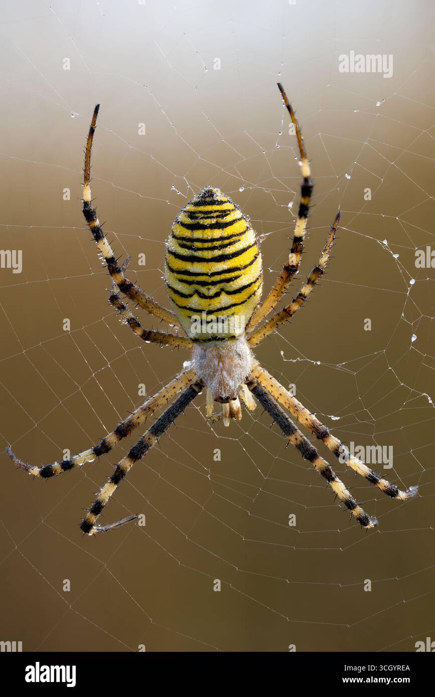 WASP spider femail sul web Foto Stock